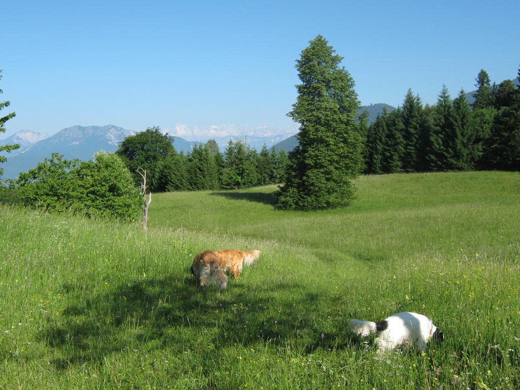 Chalet La Montagnola Villa Borgo Valsugana Ngoại thất bức ảnh